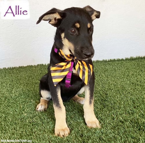 ALLIE - German Shepherd Dog available for adoption