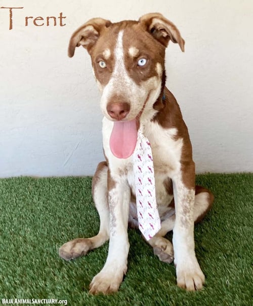 TRENT - Australian Cattle Dog/Blue Heeler / Husky available for adoption