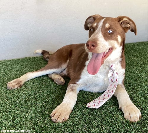 TRENT - Australian Cattle Dog/Blue Heeler / Husky available for adoption