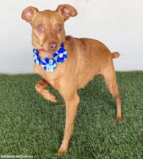 STEVIE - Chihuahua / Miniature Pinscher available for adoption