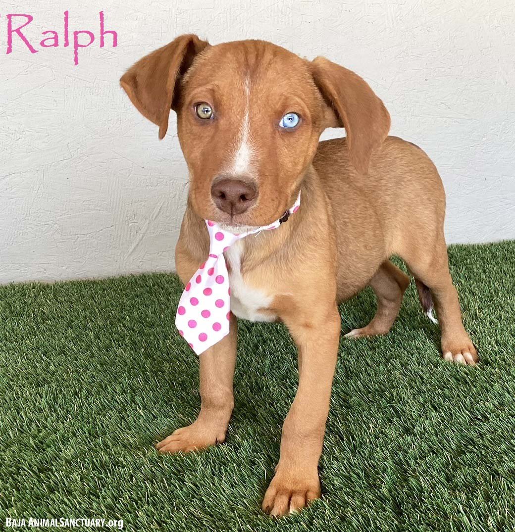 RALPH - Yellow Labrador Retriever / Weimaraner available for adoption