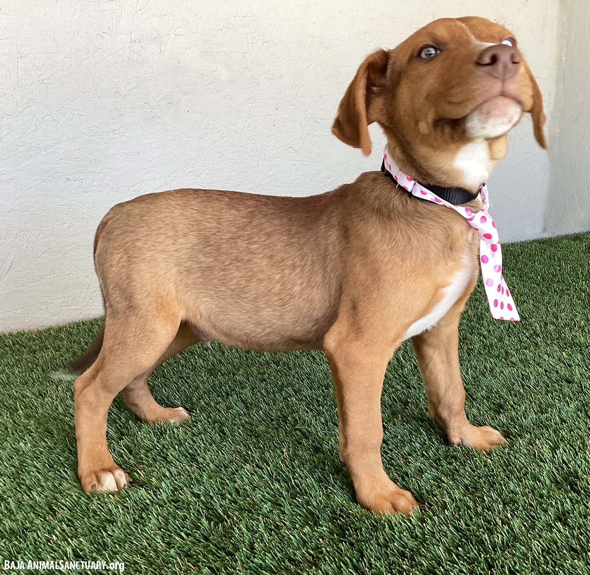 RALPH - Yellow Labrador Retriever / Weimaraner available for adoption