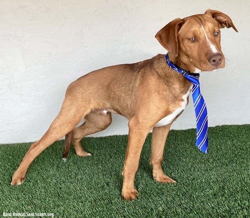RALPH - Yellow Labrador Retriever / Weimaraner available for adoption