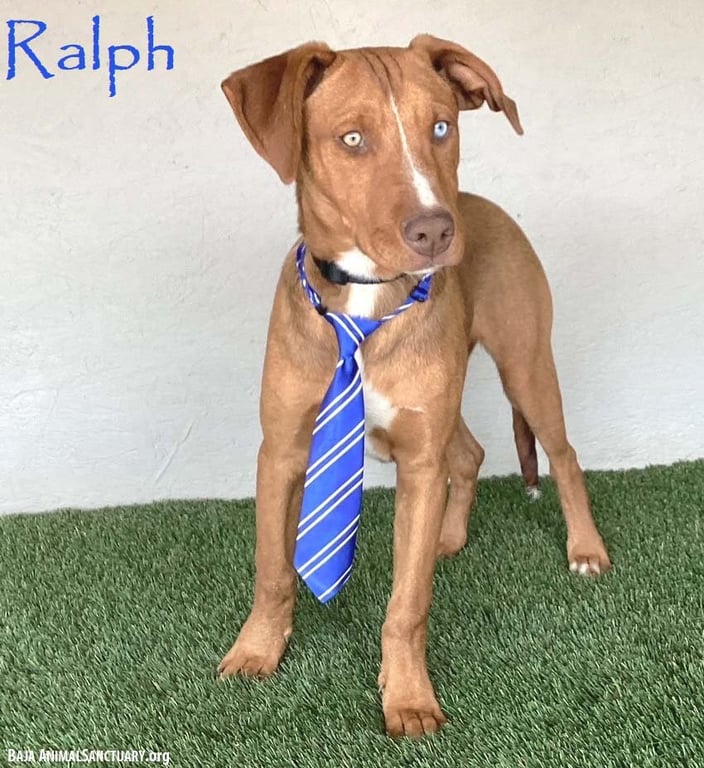 Ralph Image