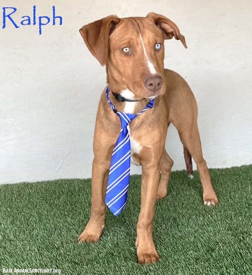 RALPH - Yellow Labrador Retriever / Weimaraner available for adoption