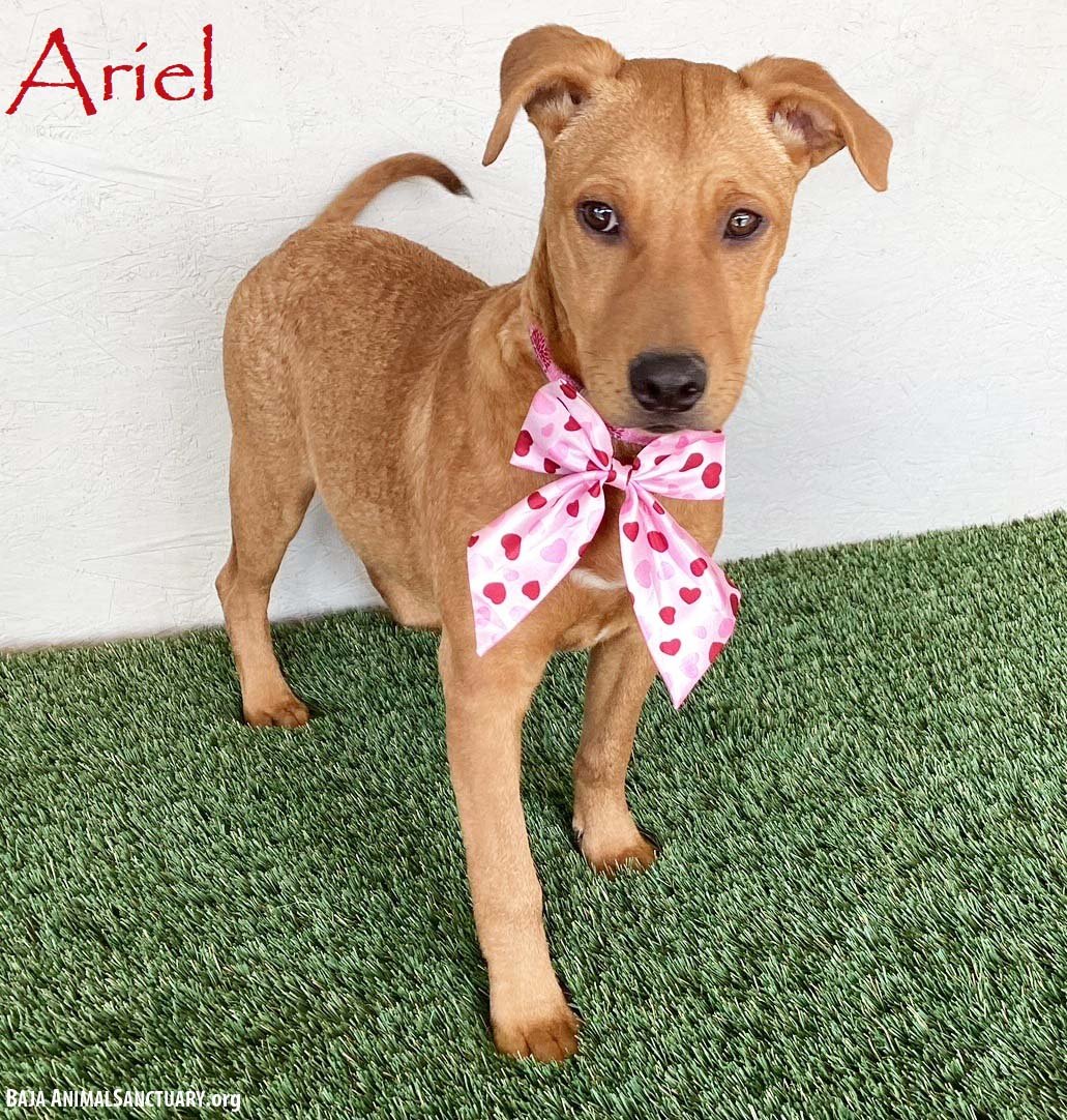 ARIEL - Rhodesian Ridgeback available for adoption