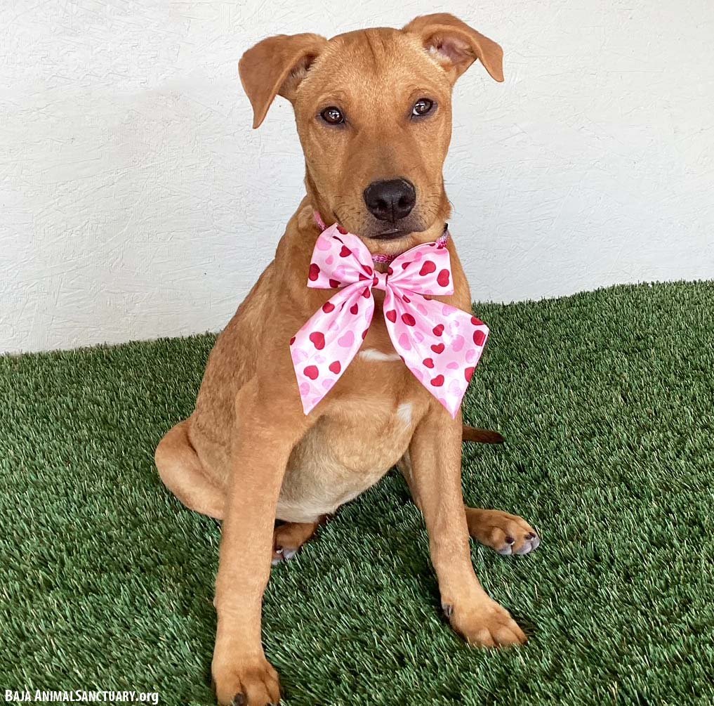 ARIEL - Rhodesian Ridgeback available for adoption