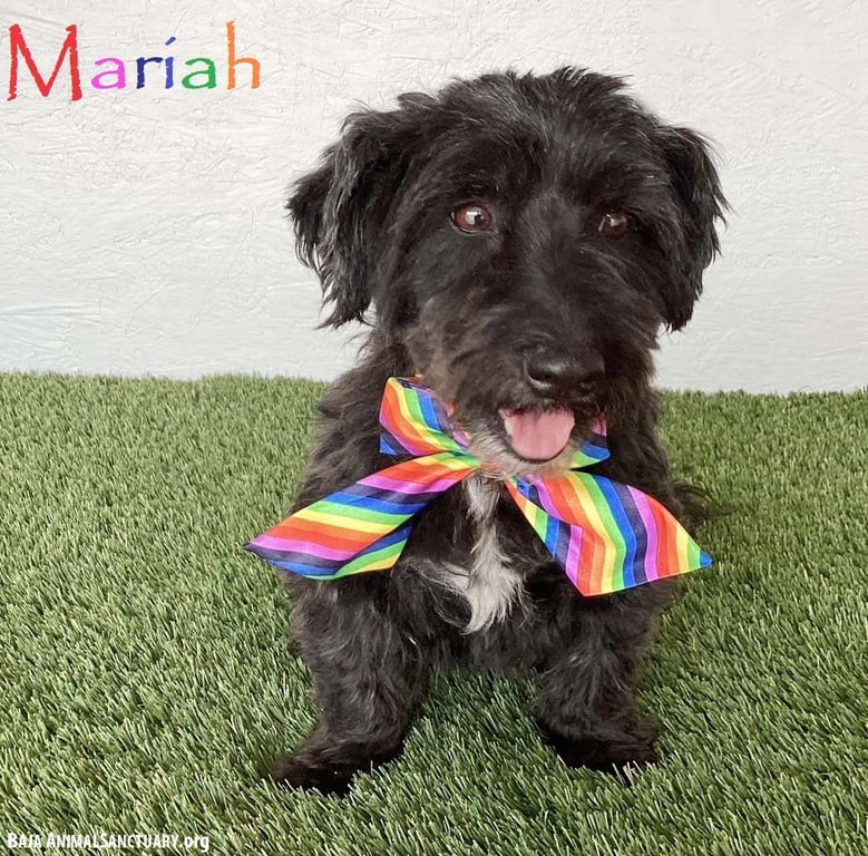 Mariah Image