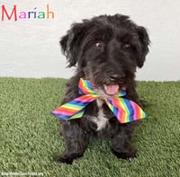 Mariah - Photo 1