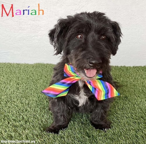 MARIAH - Black Labrador Retriever / Poodle (Miniature) available for adoption