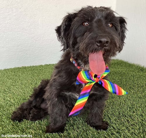 MARIAH - Black Labrador Retriever / Poodle (Miniature) available for adoption