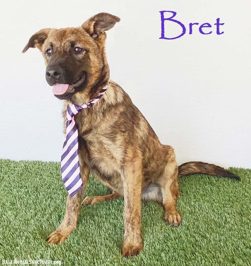 BRET - Dutch Shepherd available for adoption