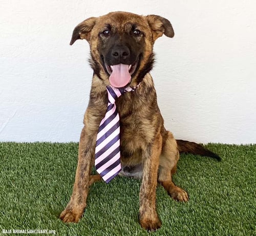 BRET - Dutch Shepherd available for adoption