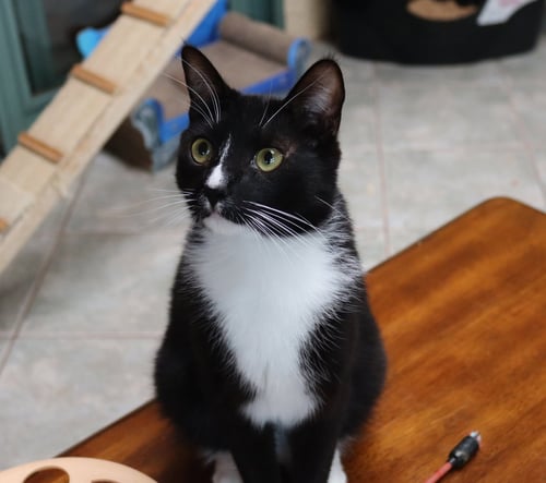 NOAH - Tuxedo available for adoption