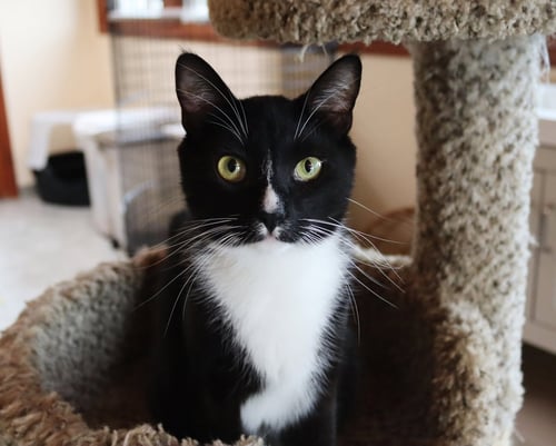 NOAH - Tuxedo for adoption in Oceanside