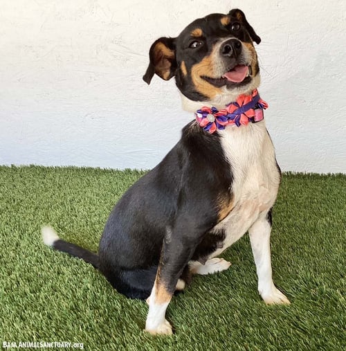 MONIQUE - Rat Terrier available for adoption