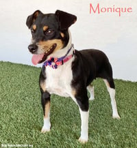 Monique - Photo 1