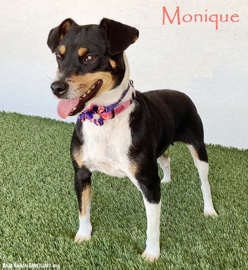 MONIQUE - Rat Terrier available for adoption