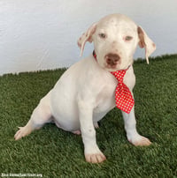 Buddy - Photo 2