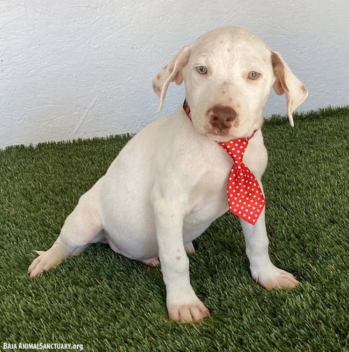 BUDDY - Labrador Retriever / English Pointer available for adoption