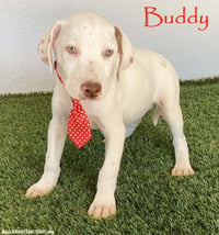 Buddy - Photo 1