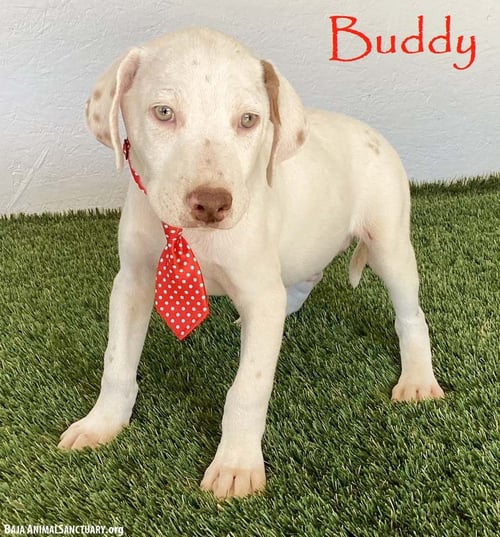 BUDDY - Labrador Retriever / English Pointer available for adoption