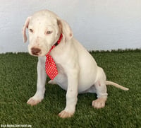 Buddy - Photo 4