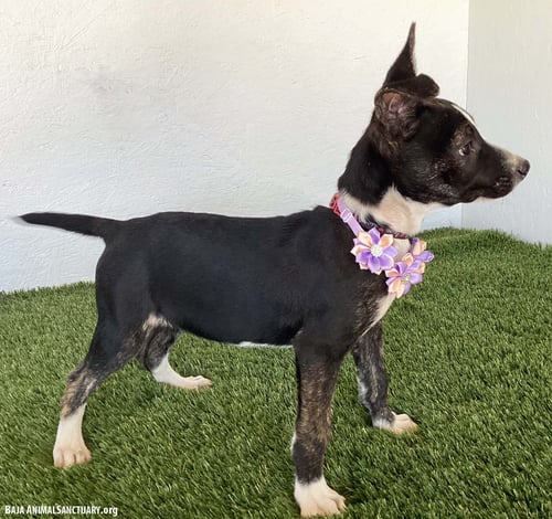 EVA - Rat Terrier available for adoption