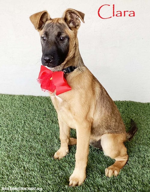 CLARA - German Shepherd Dog / Belgian Shepherd Malinois available for adoption