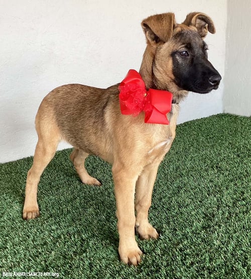 CLARA - German Shepherd Dog / Belgian Shepherd Malinois available for adoption
