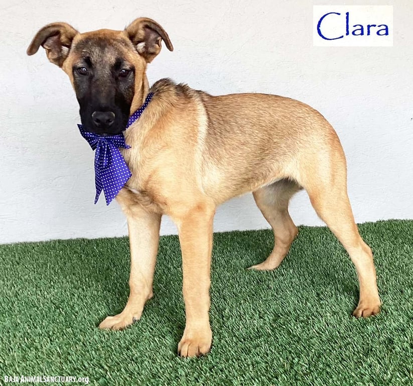 Clara Image