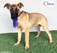 Clara - Photo 1