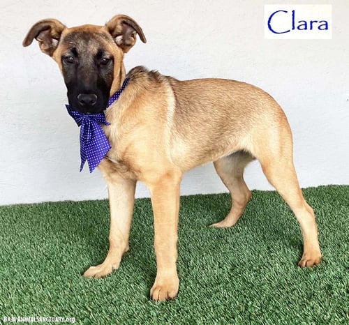 CLARA - German Shepherd Dog / Belgian Shepherd Malinois available for adoption