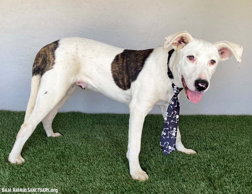BENNY - Pit Bull Terrier available for adoption