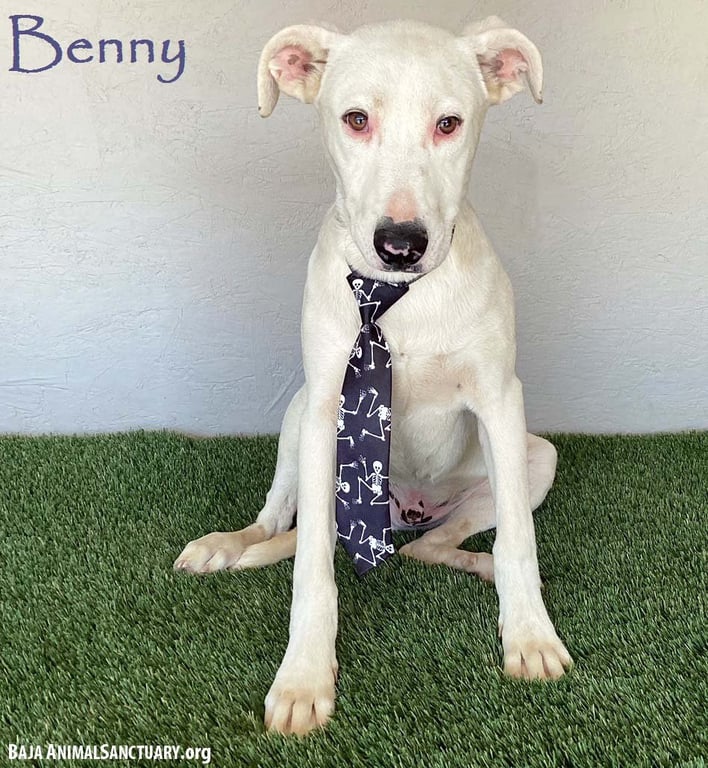 Benny Image