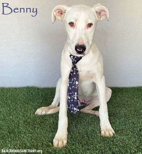 BENNY - Pit Bull Terrier available for adoption