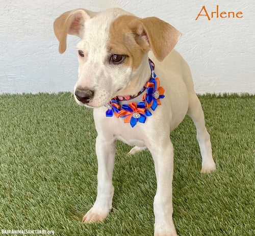ARLENE - Jack Russell Terrier available for adoption