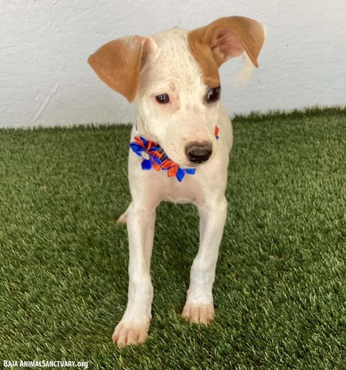 ARLENE - Jack Russell Terrier available for adoption