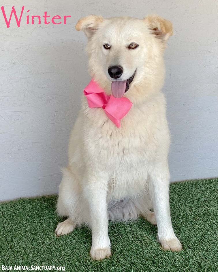 WINTER - Samoyed / Great Pyrenees available for adoption