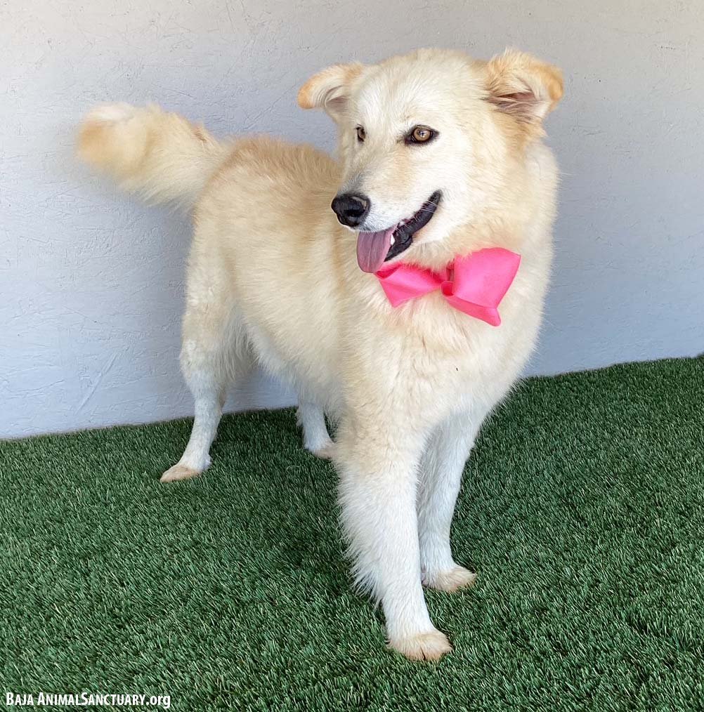 WINTER - Samoyed / Great Pyrenees available for adoption