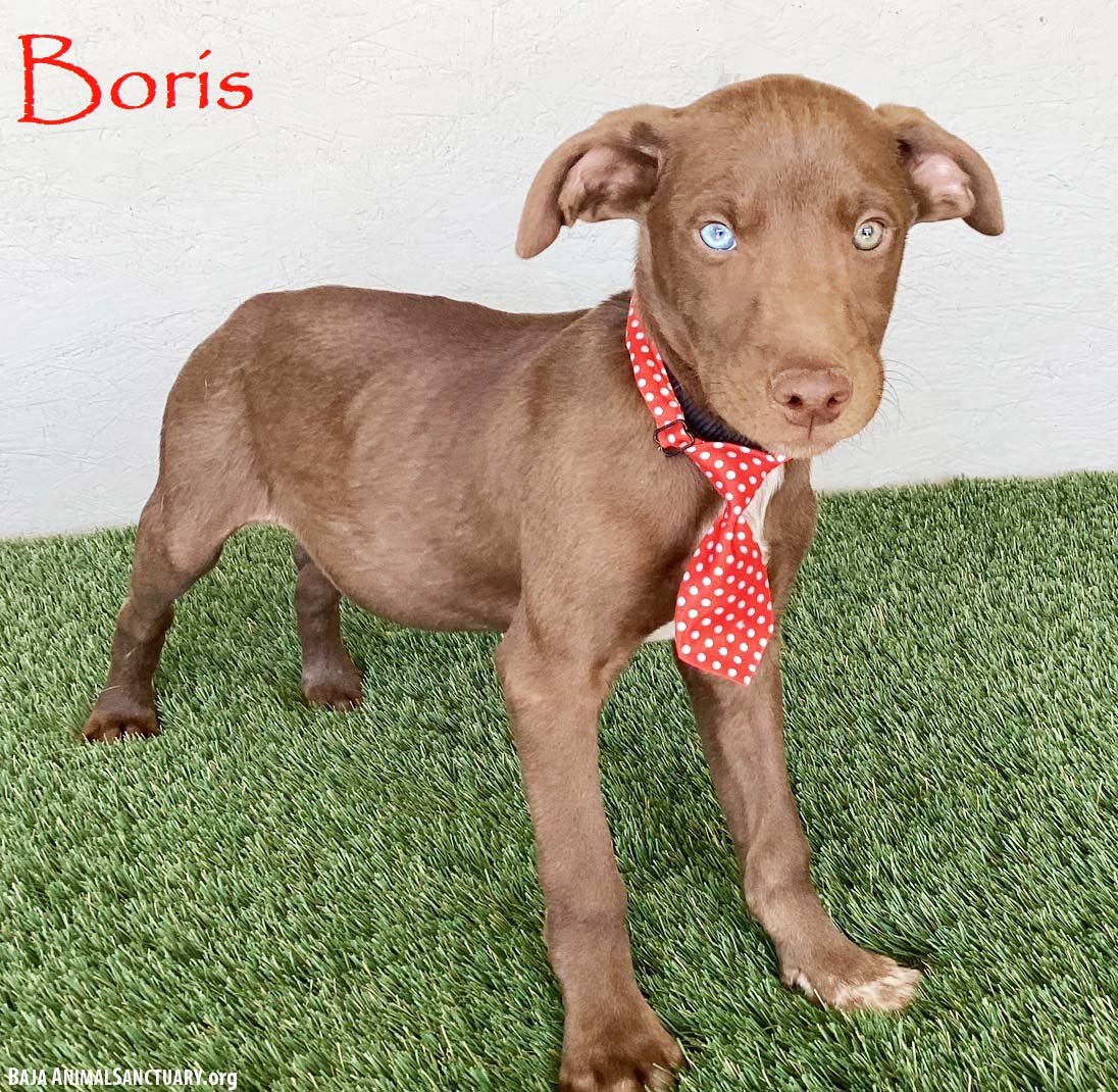 BORIS - Chocolate Labrador Retriever available for adoption