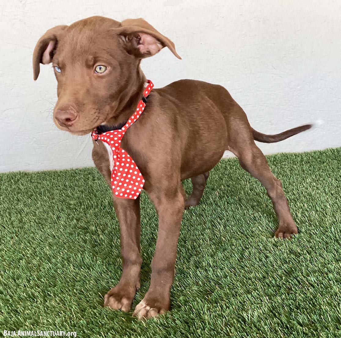 BORIS - Chocolate Labrador Retriever available for adoption