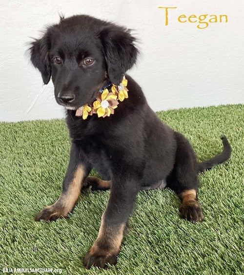 TEEGAN - Flat-coated Retriever available for adoption