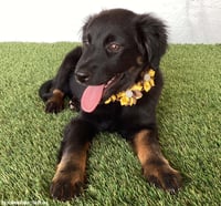 Teegan - Photo 2