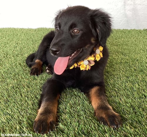 TEEGAN - Flat-coated Retriever available for adoption