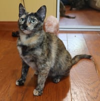 Celeste - Photo 2