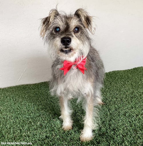 ANNA - Silky Terrier available for adoption