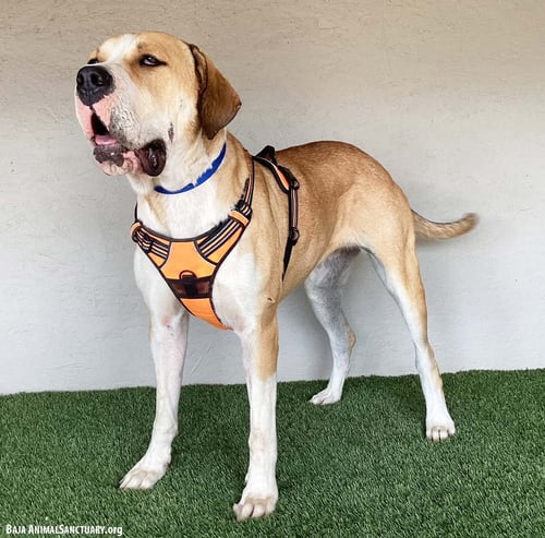 PUMPKIN - Mastiff available for adoption