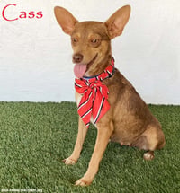 Cass - Photo 1