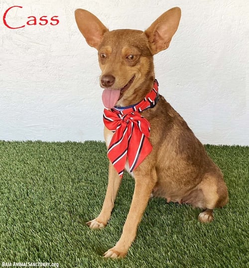CASS - Australian Kelpie / Chihuahua available for adoption